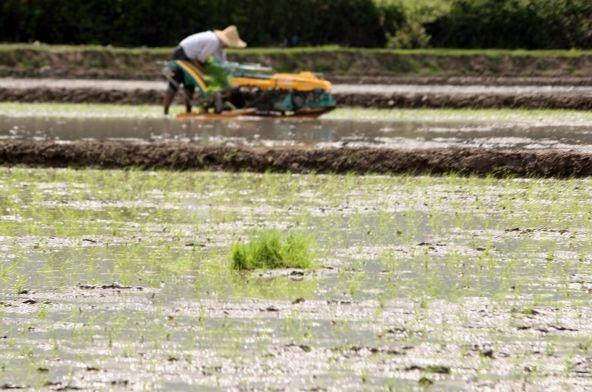 خروج  بازار برنج مازندران از رکود